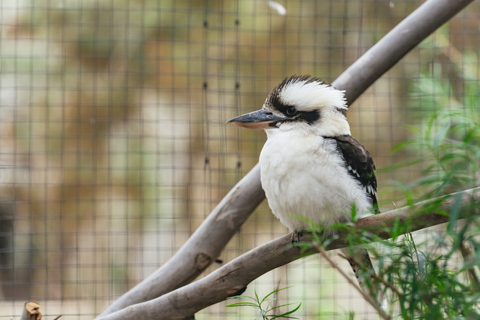 Desde Melbourne: Excursión ecológica a la fauna de Phillip IslandDesde Melbourne: ecotour de fauna a Phillip Island