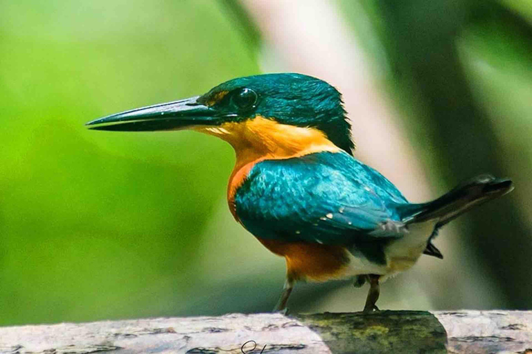 Panama City: Portobelo Jungle, Reef & Venas Azules Tour