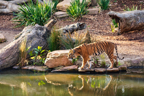 Z Delhi: 3-dniowa wycieczka Ranthambore Tiger Safari TourPrywatna wycieczka z zakwaterowaniem w 4-gwiazdkowym hotelu