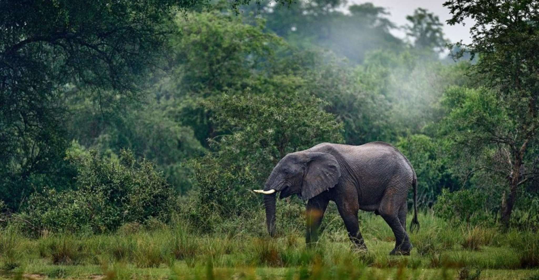 Chimpanzees Trip , wildlife in Conkouati Douli National park - Housity