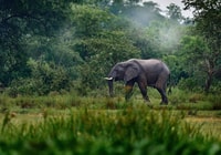 Schimpansen Reise, Wildtiere im Conkouati Douli National Park - Housity