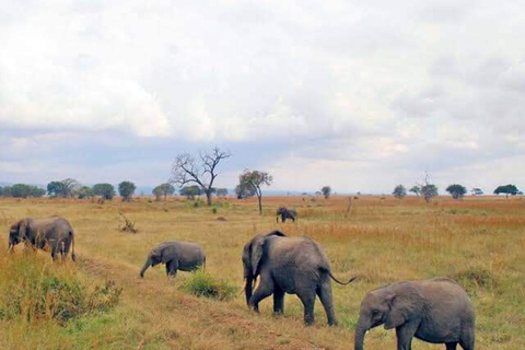 Sansibar: Safari Tagestour von Sansibar nach Mikumi