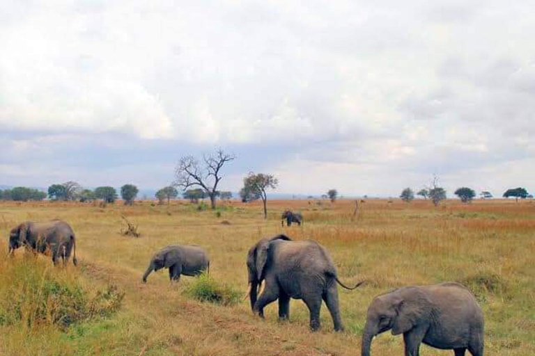 Sansibar: Safari Tagestour von Sansibar nach Mikumi