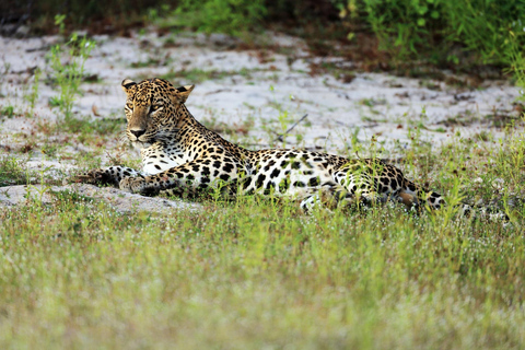 Parc national de Wilpattu : Safari privé (12 heures)