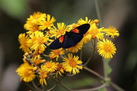 Mindo Cloud Forest Day Tour - Housity