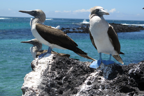 Vanuit Puerto Ayora: Pinzón & La Fé - volledige snorkeltour