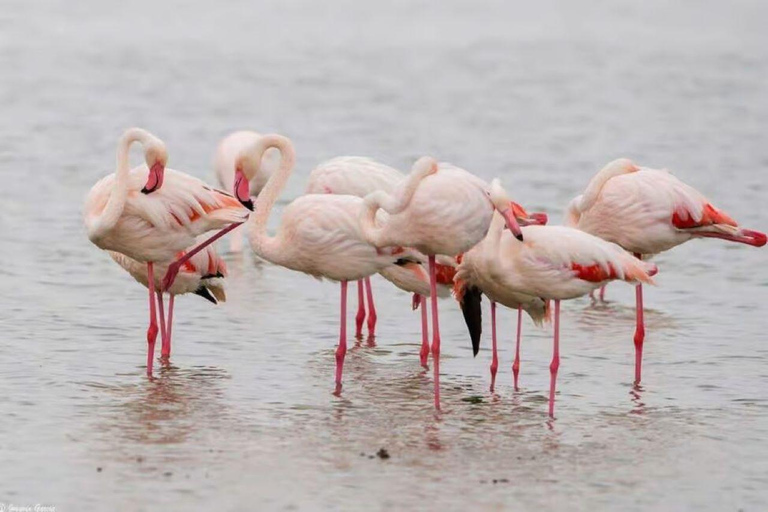 Lake Nakuru National Park Day Trip from Nairobi.