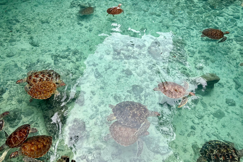 Zanzibar: Swimming with Turtles at Salaam cave in Kizimkazi Pick up all hotel location in Zanzibar
