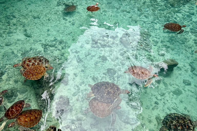 Zanzibar: Swimming with Turtles at Salaam cave in Kizimkazi Pick up all hotel location in Zanzibar