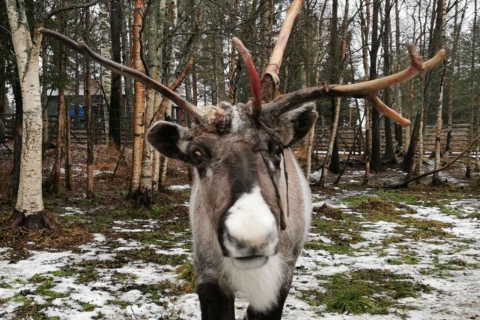 Santa's Reindeer&Husky Safari+Santa Elf Farm+Aurora BBQ!