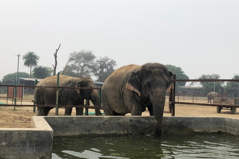 De Délhi: Viagem ao Taj Mahal ao nascer do sol com conservação de elefantesGuia de turismo em Agra