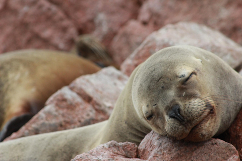 Paracas: Tour en barco guiado por las Islas Ballestas