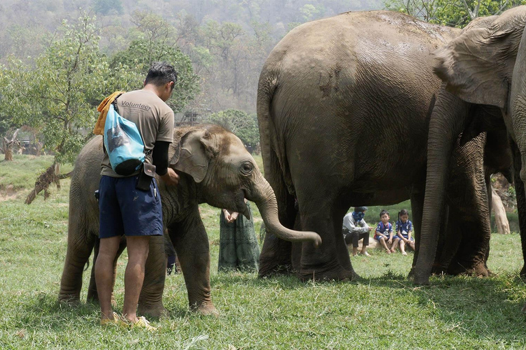 Chiang Mai : Nouvelle maison des éléphants Programme de soins aux éléphantsAvec transfert depuis la ville de Chiang Mai