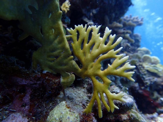 3-Day Scuba Diving Certification Course in Ocho Rios