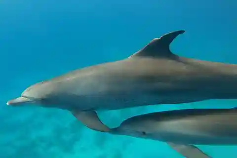 Hurghada : Yacht privé avec dauphins, plongée en apnée et île