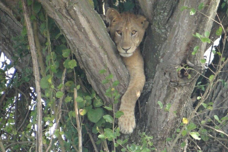 Kampala: 3-dniowe safari w Parku Narodowym Murchison Falls