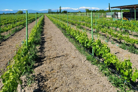 Visite d&#039;un vignoble familial avec visite de la montagne Candy Cane