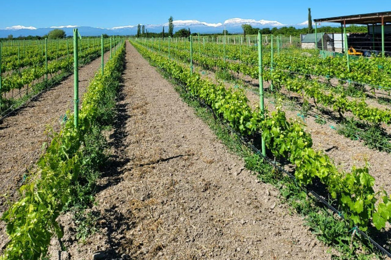 Tour durch das Familienweingut mit Besuch des Zuckerstangenbergs