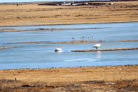 Wildlife in Gun Galuut Nature Reserve - Housity