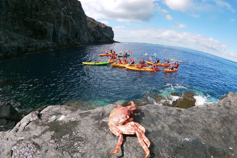 Tenerife: Kayak and Snorkeling Tour with Marine Life