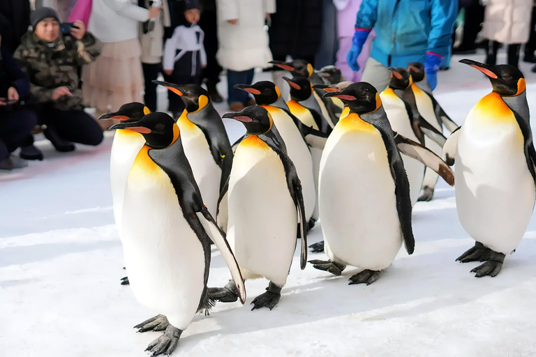 Asahiyama Adventure: Zoo+Waterfalls & Blue Pond Day Tour Meet at Exit 31 of Odori Park Subway Station
