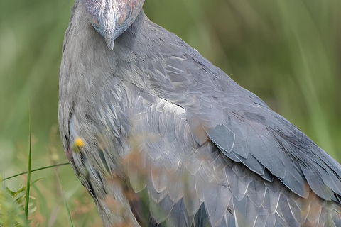 Kampala: Mabamba Wetland Shoebill Stork Tour & Lunch
