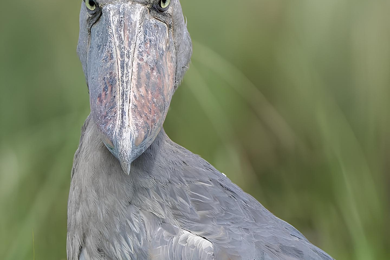 Kampala: Mabamba Wetland Shoebill Stork Tour & Lunch