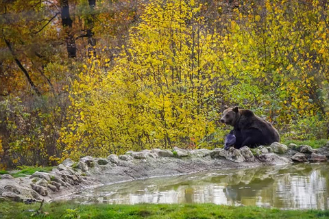 Brașov: Dracula's Castle, Bear Sanctuary, & Cave Tour