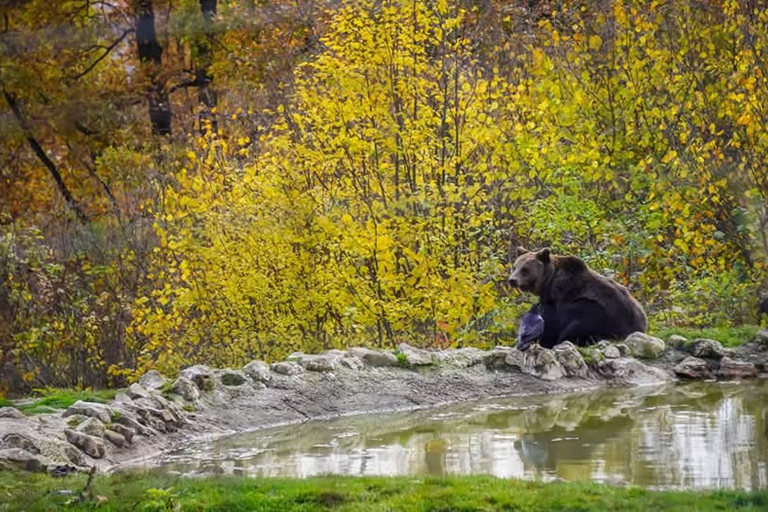 Brașov: Dracula's Castle, Bear Sanctuary, & Cave Tour