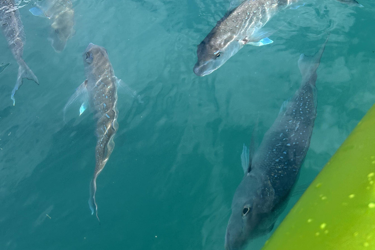 Bay of Islands: Island Discovery Kayak Tour - Afternoon