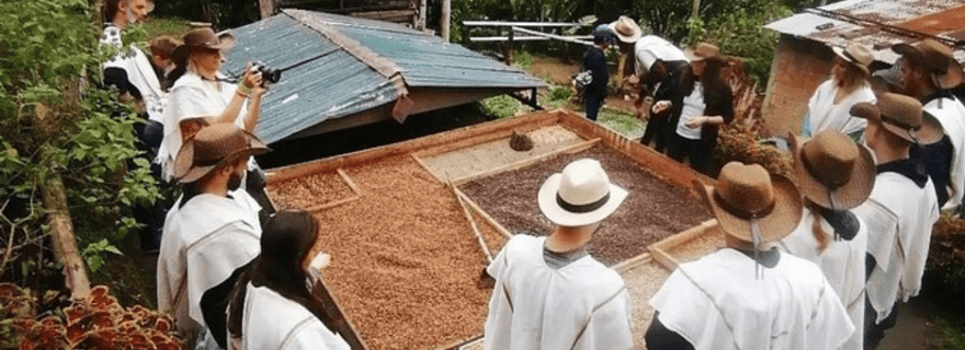 Visite privée d'une ferme de café (ferme de votre choix)