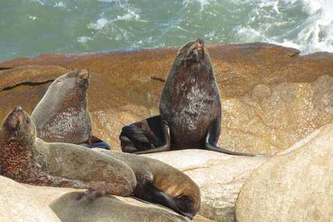 Punta del Este: Cabo Polonio Stad en Strand Tour