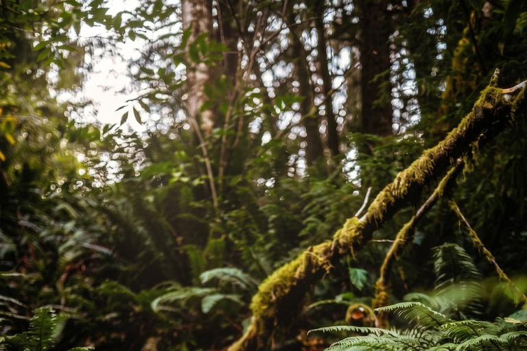 Blue Mountains Active Hike Tour from Sydney: No Rides Sydney: Blue Mountains Active Eco-Hike Tour (No Rides)