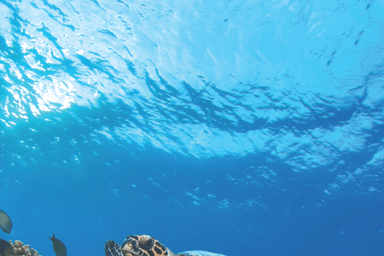 From Phuket or Khaolak : Similan Islands Day Trip Pick Up from Phuket Area (include Transfer from Phuket)