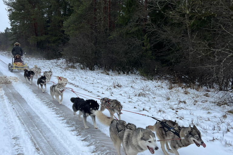 Tallinn: The Pack Power - Authentic Husky Ride Ridaküla: The Pack Power - Authentic Husky Ride