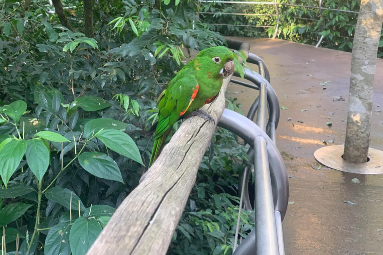 Foz do Iguaçu: Falls, Bird Park, & Three Borders Tour