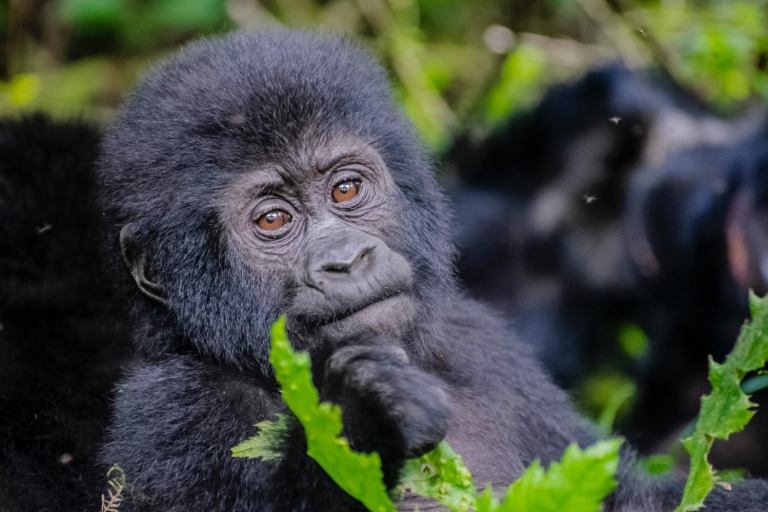 4-tägige Gorilla Trekking Safari in Uganda4-tägige Gorilla-Trekking-Safari in Uganda