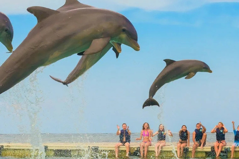 Punta Cana: Dolphin Explorer swimming Free Pickup Hotel Dolphin Action Program