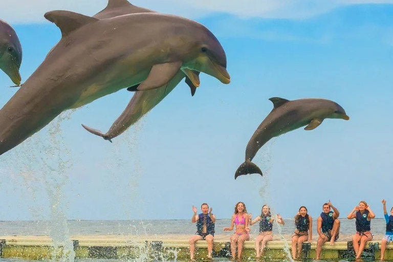 Punta Cana: Dolphin Explorer swimming Free Pickup Hotel Dolphin Action Program