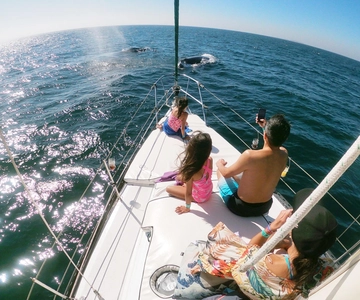Nuevo Vallarta: Whale Watching by Sailboat Tour