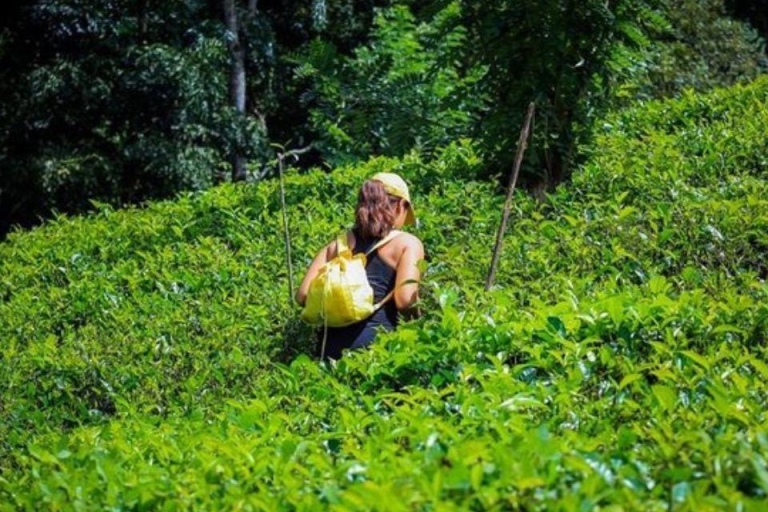 Kandy : 2 jours d'aventure tout compris dans les plantations de thé !