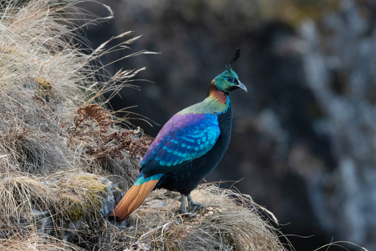 Jaipur: Bharatpur Bird Sanctuary Day Trip with Transfer