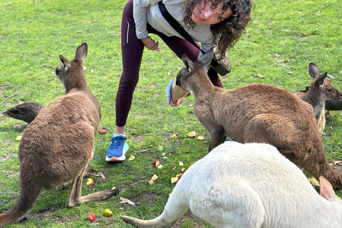 From Adelaide: Full-Day Hills to Wildlife Tour with Lunch