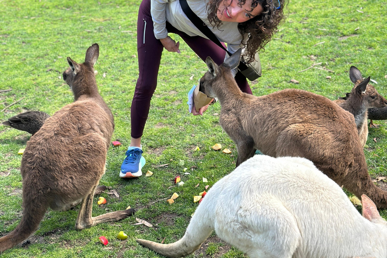 From Adelaide: Full-Day Hills to Wildlife Tour with Lunch