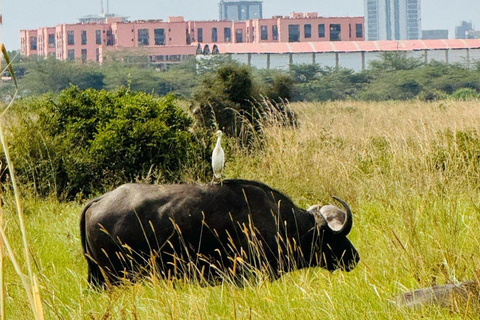 Nairobi National Park Evening Game Drive & sundowner Nairobi National Park Evening Game Drive & sundowner - VAN