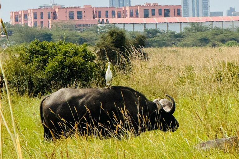Nairobi National Park Evening Game Drive & sundowner Nairobi National Park Evening Game Drive & sundowner - VAN