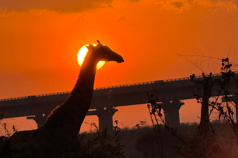 Nairobi Park Safari, Sheldrick's Orphanage & Giraffe Center Shared Drive in Open-Roof Van Game Drive