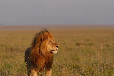 Arusza: 4 dni safari w Tarangire, Serengeti i Ngorongoro4 dni przygody z dziką przyrodą w Tarangire, Serengeti i Ngorongoro