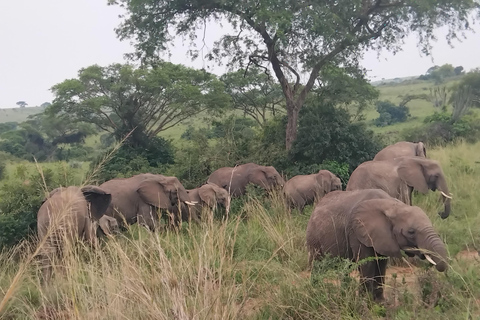 Murchison Falls National Park: 2 Day safari with Boat Cruise