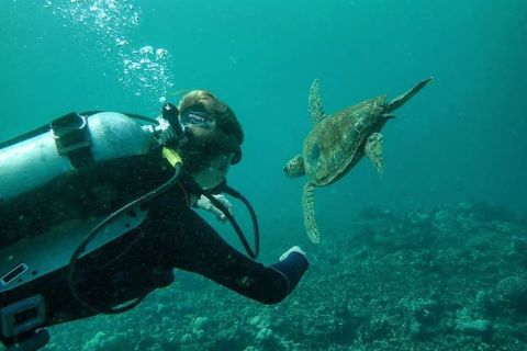 Hilo: 1-Tank Certified Beach Dive at Sea Turtle Cove